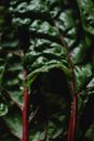 Green Leaves in Close Up Photography