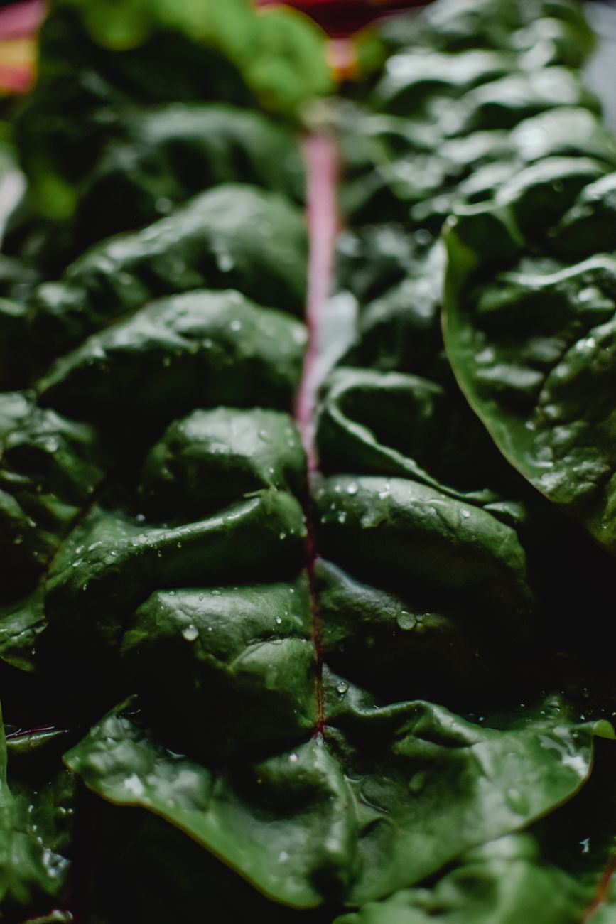 Reviving Eaten-Down Leafy Greens: Post-Pest Attack Care for Resilient Spinach, Chard, and Kale with a Second Harvest Goal