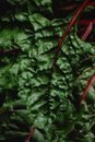 Green Leaves With Red Stem