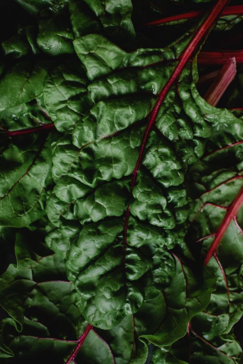 Free Close-up of vibrant fresh Swiss chard leaves with red stems, rich in nutrients. Stock Photo