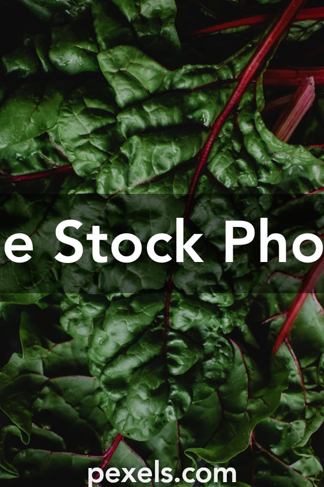Spinach Beet Photos Download Free Spinach Beet Stock Photos Hd Images