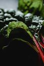 Green Leaves in Close Up Photography
