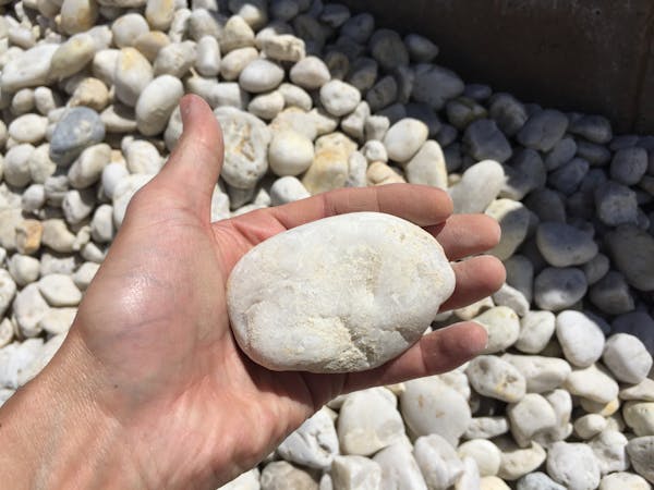 Harvest celebration dance Bihar