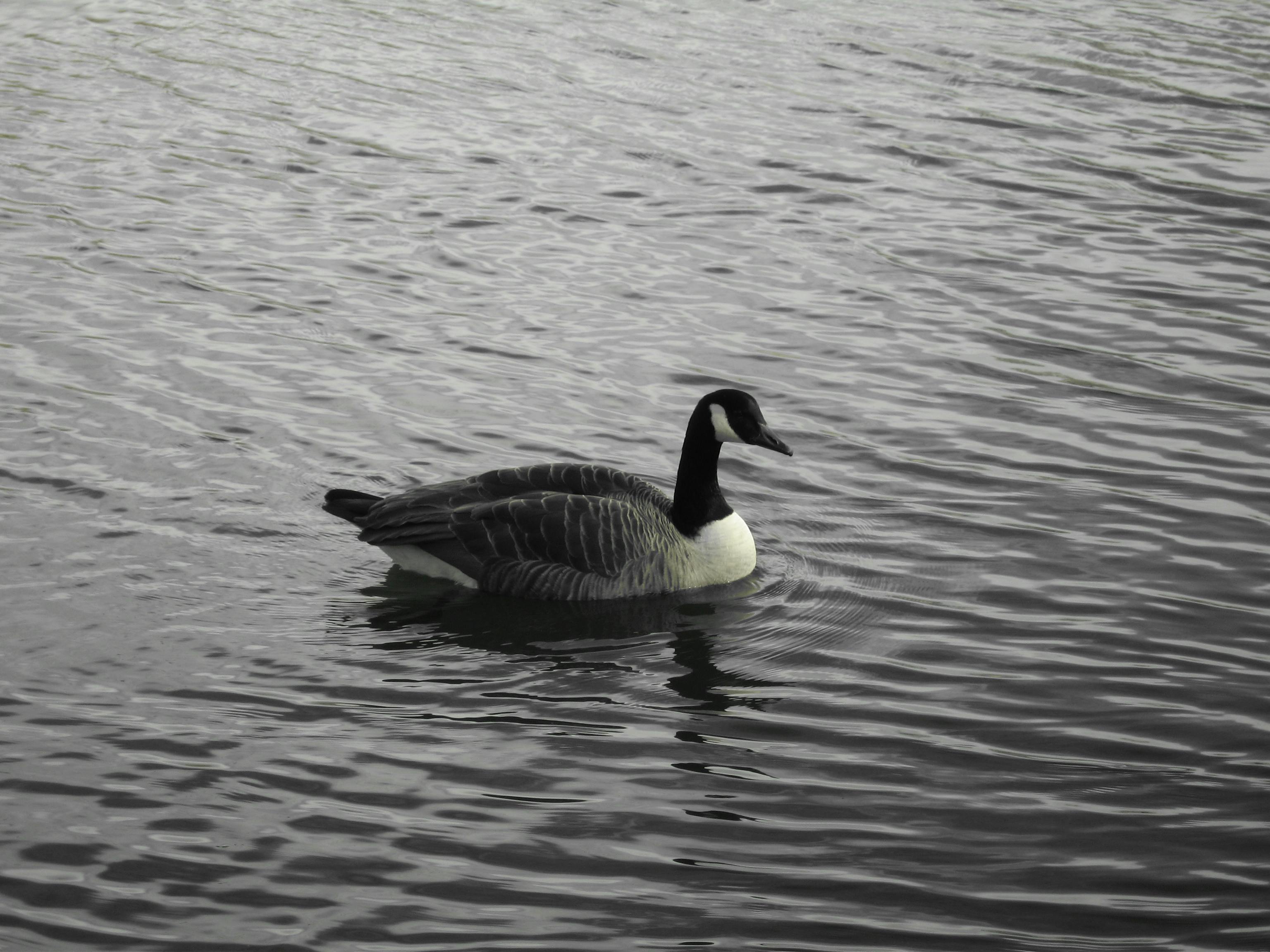 Scoreboard and statistics display at a cricket ground