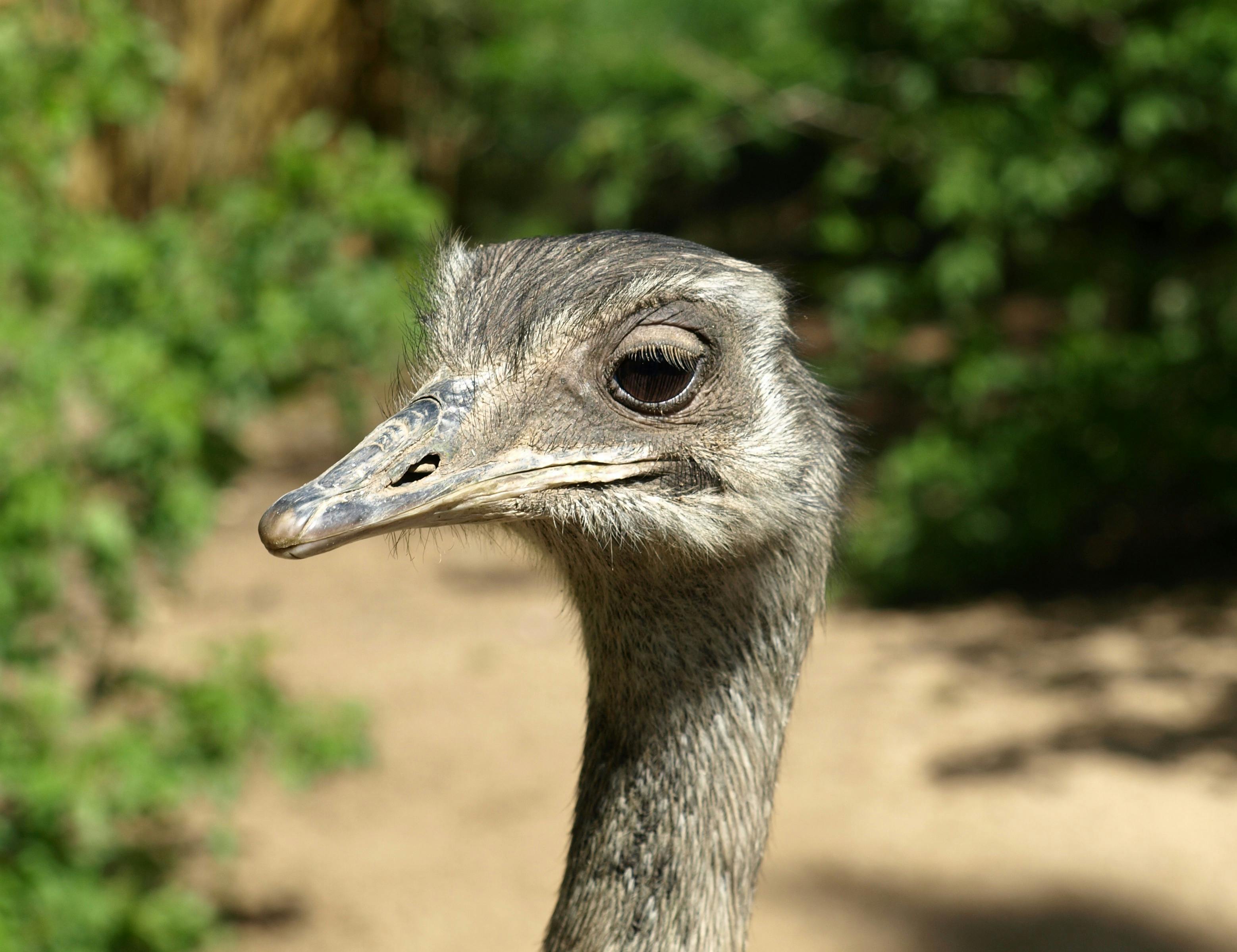 10 Gambar Burung Yang Besar Gani Gambar 10 Gambar Burung Yang Besar Gani Gambar