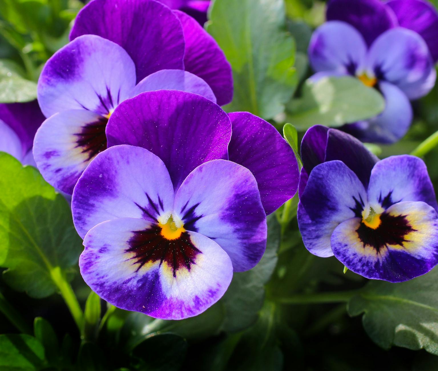 Edible Flowers