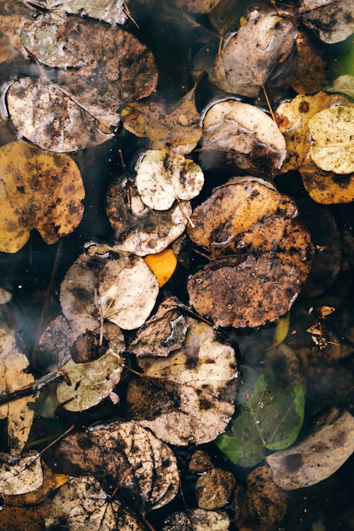 Free Dried Leaves on the Pond Stock Photo