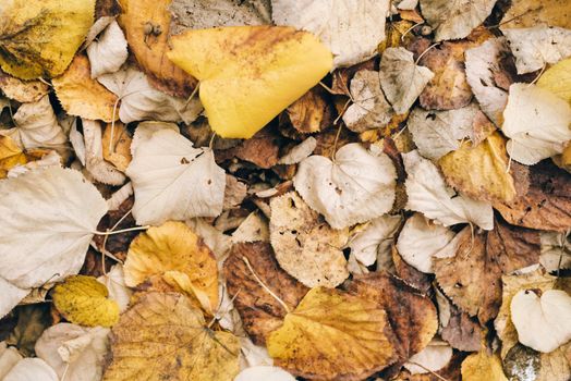 A top view of mixed autumn leaves in earthy tones, showcasing fall beauty.