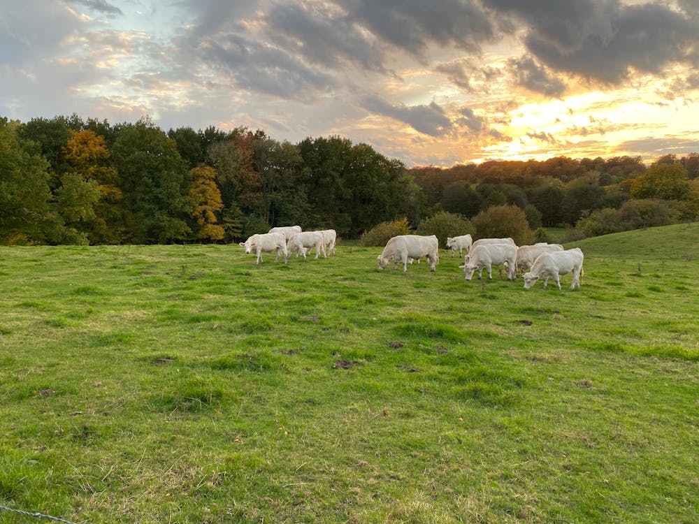 Cows on the Grass Field