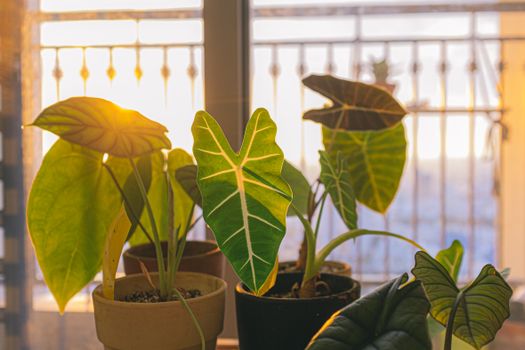 Vibrant houseplants bathed in morning sunlight by a window. Ideal for plant decor inspiration.