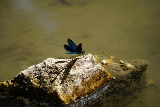 Blue and Black Butterfly on Brown Rock