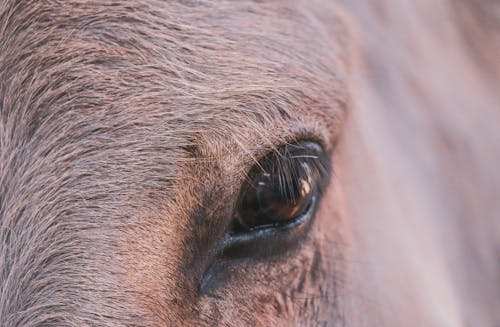 Close-Up Photo of a Horse Eye
