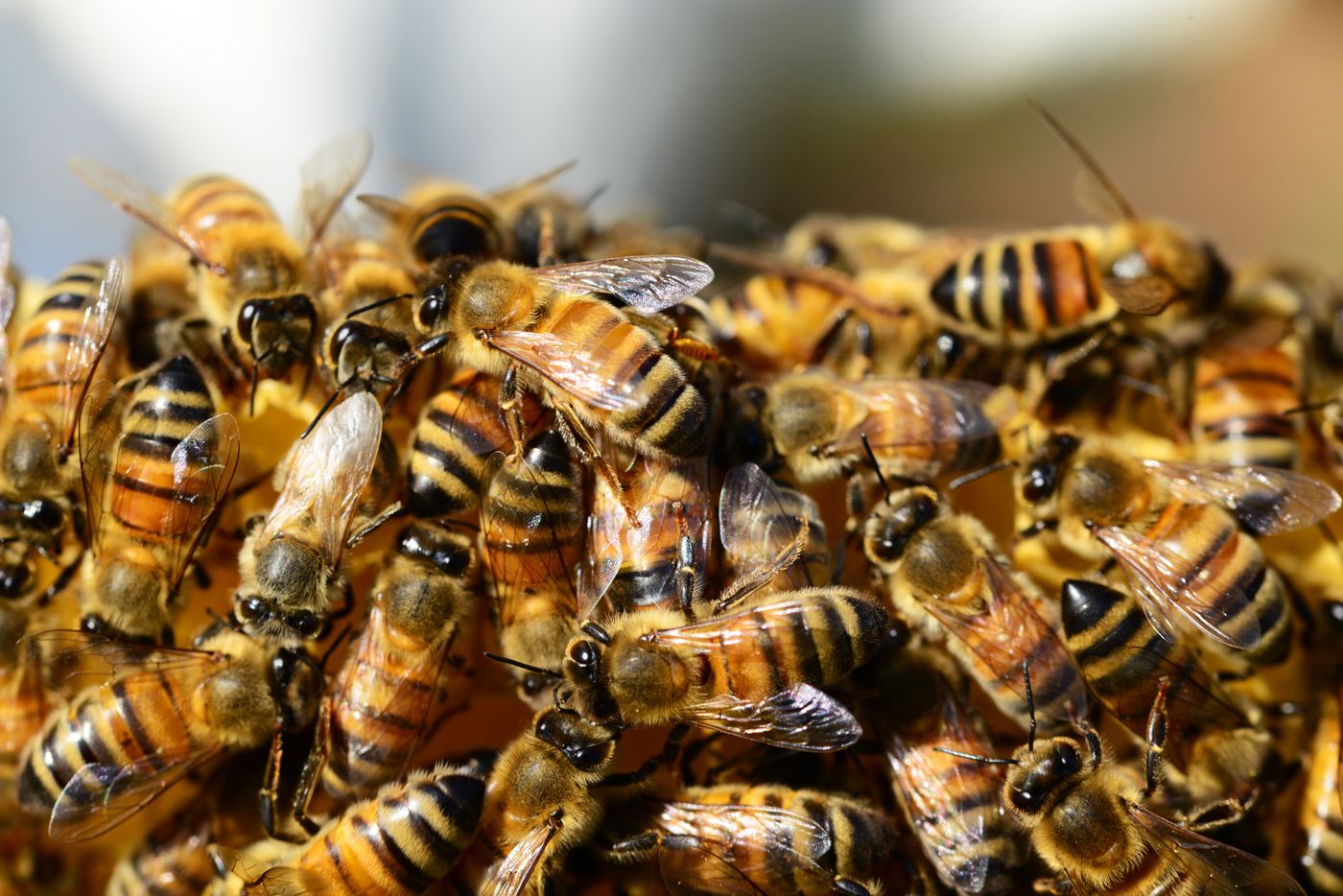 Abejas de cerca como símbolo de trabajo, comunidad y actividad mental