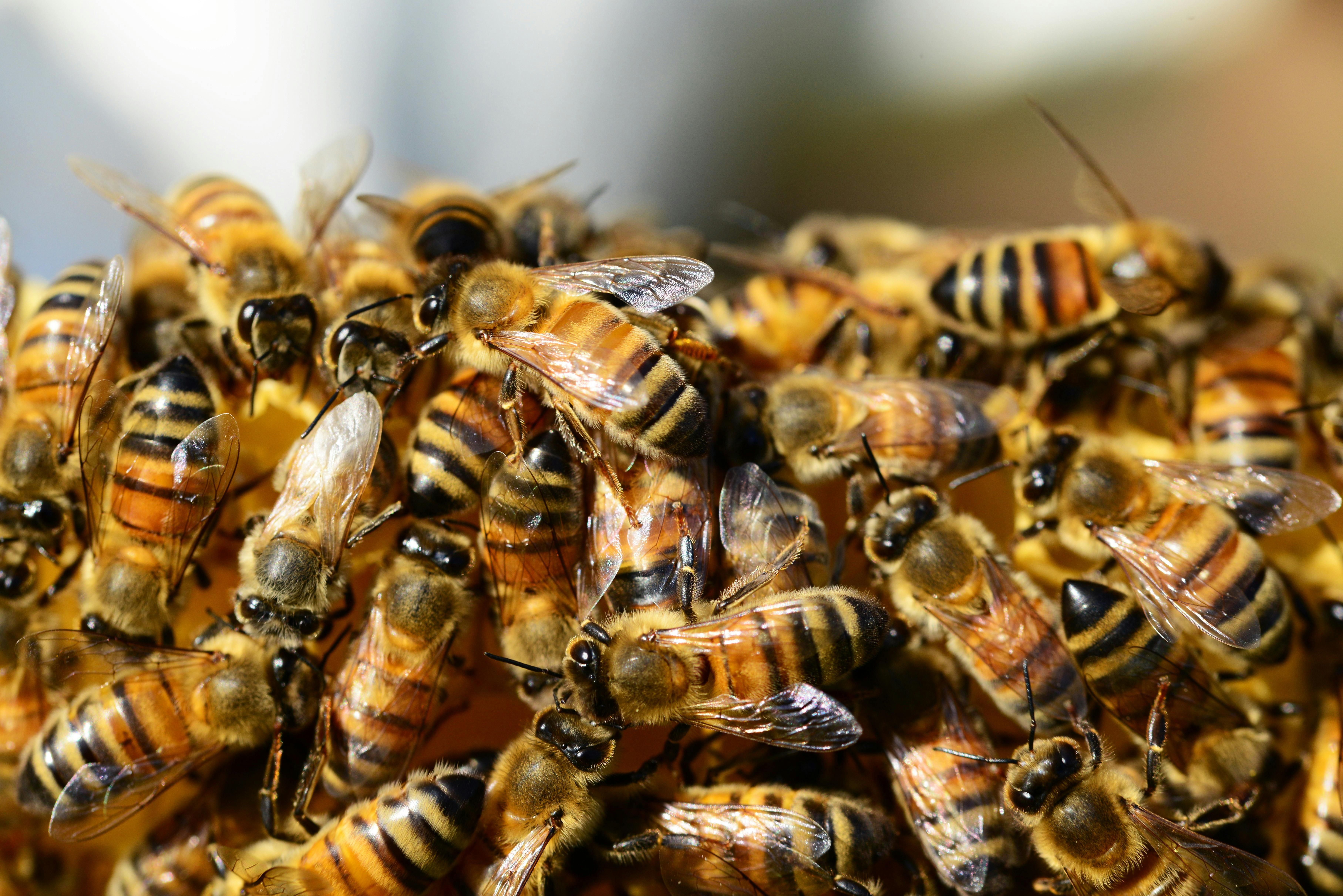 Honey Bee Wax Honeycomb Stock Photo by ©philkinsey 128419508