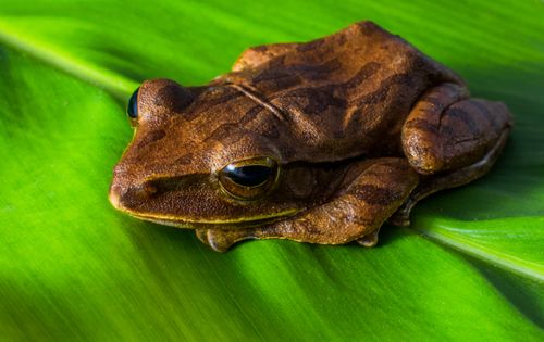 Free Close-up of a brown tree frog with textured skin resting on a bright green leaf. Stock Photo