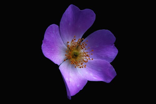 Základová fotografie zdarma na téma fialová, flóra, hd tapety