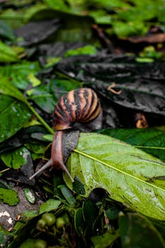 A brown striped snail on lush green leaves in a natural outdoor setting.