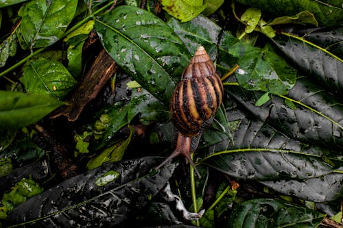 Top view of mollusk with tentacles and striped ornament on shell eating leaves with water drops in forest