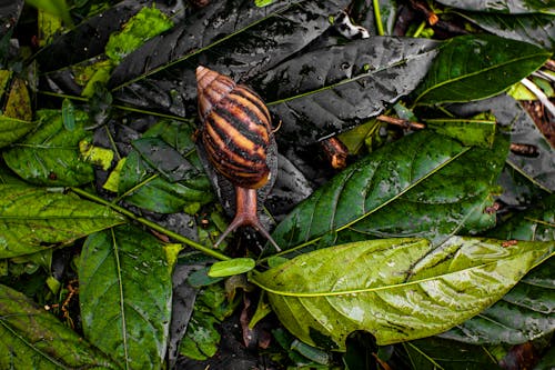 Snail feeding wet foliage on rainy day