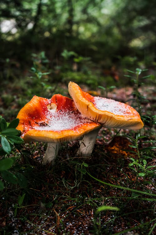 Free Red and White Mushroom in Close Up Photography Stock Photo
