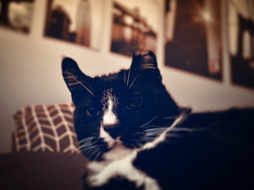 бесплатная черно белый кот Стоковое фото
