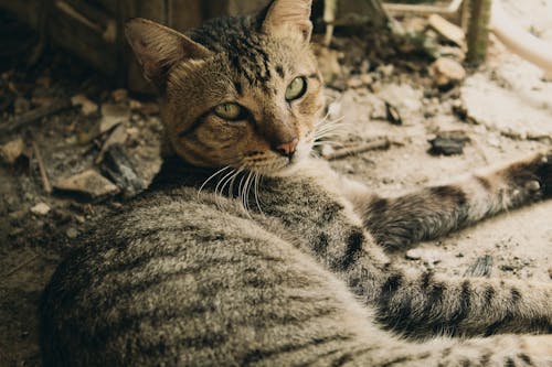 Gray Tabby Cat on Gray Sand