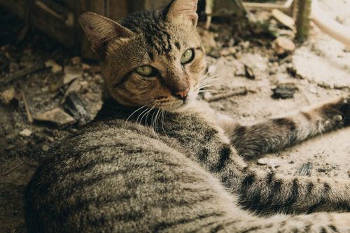Free A close-up shot of a relaxed stray tabby cat with green eyes lying outdoors. Stock Photo