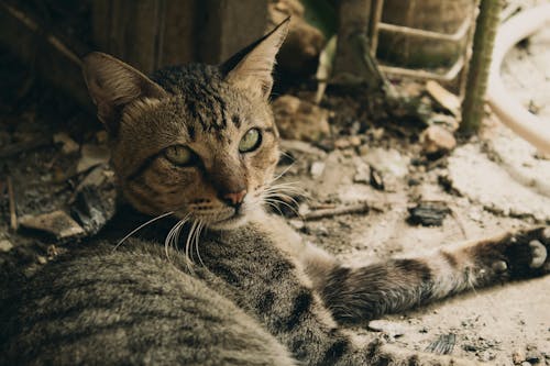 Gray Cat in Close Up Photography