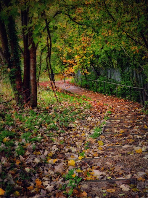 Brown Dried Leaves on the Ground