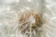 宏观镜头下的精致枸杞子呈现出复杂的图案和柔和的焦点