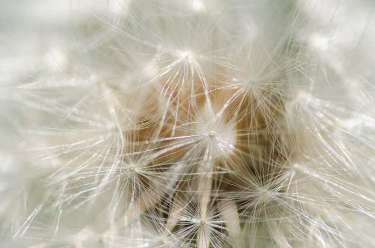 White Dandelion Flower