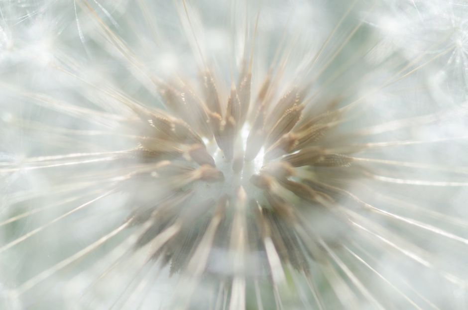 Close-up of delicate dandelion seeds showcasing nature's intricate beauty.