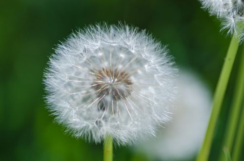 Free Macro shot of a delicate dandelion seed head with vibrant green background. Stock Photo