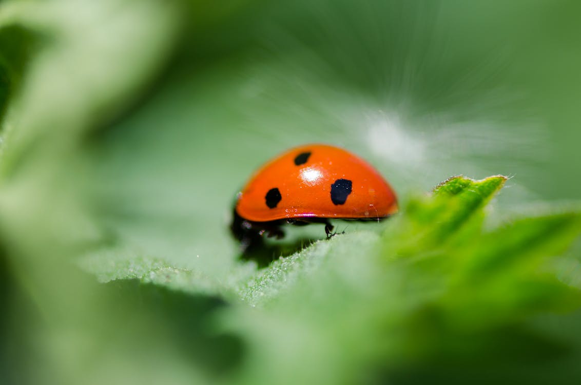 The spiritual meaning of a ladybug
