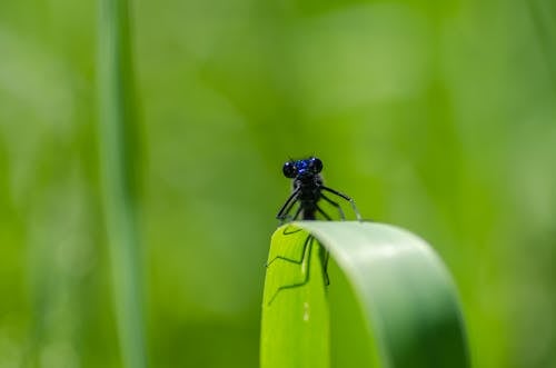 Selective-focus Photography of Black Insect on Green Leaf