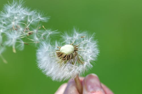 Person Holding White Dandelion