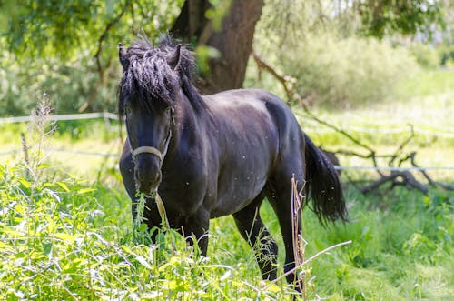 Schwarzes Pferd, Das Auf Busch Weidet