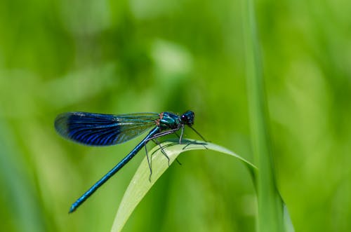 gratis Selectieve Aandacht Fotografie Van Dragonfly Op Groen Blad Stockfoto