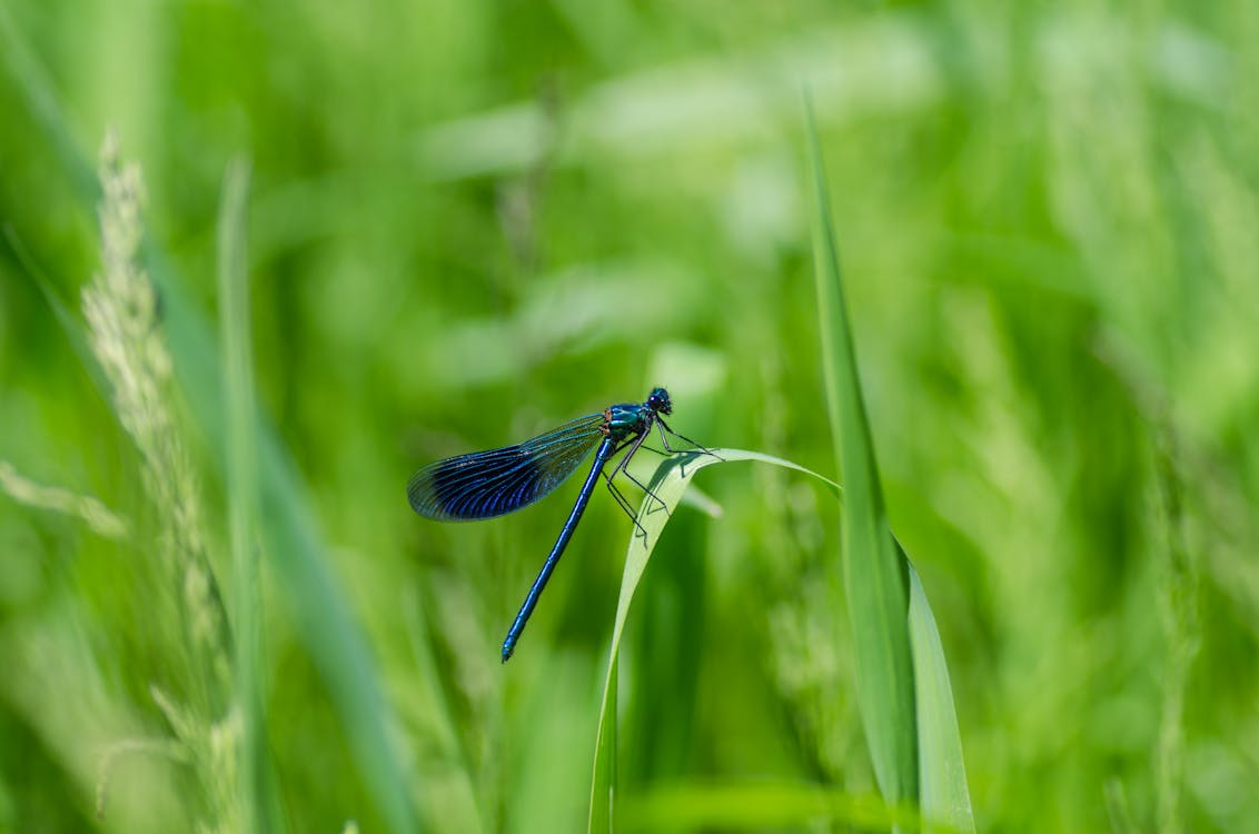 Dragonfly in Grass