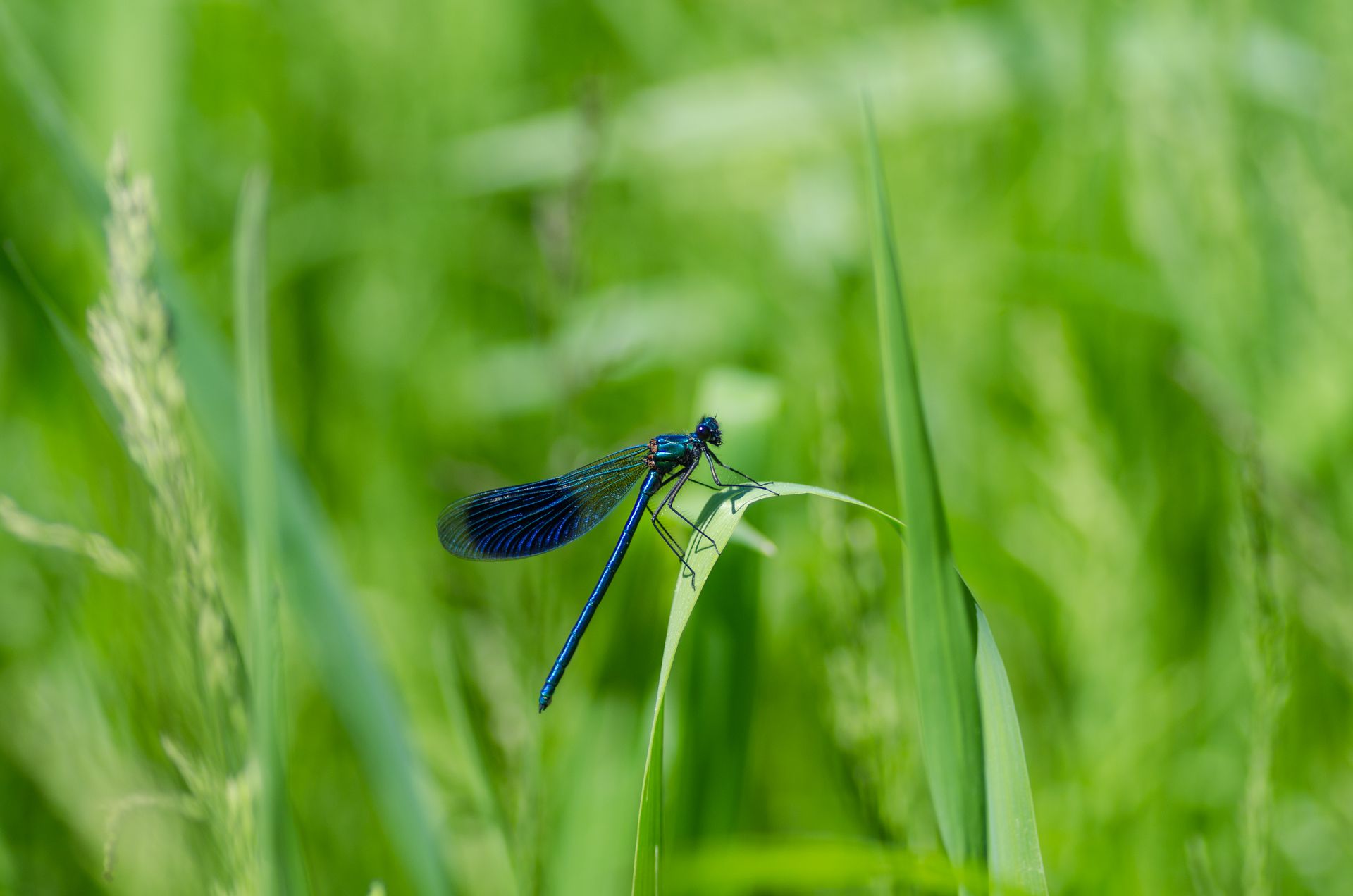 Stunning macro shot of a damselfly perched on a grass blade, showcasing its intricate details in lush greenery.