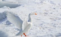 一只雪鹅优雅地站在雪地上，张开翅膀