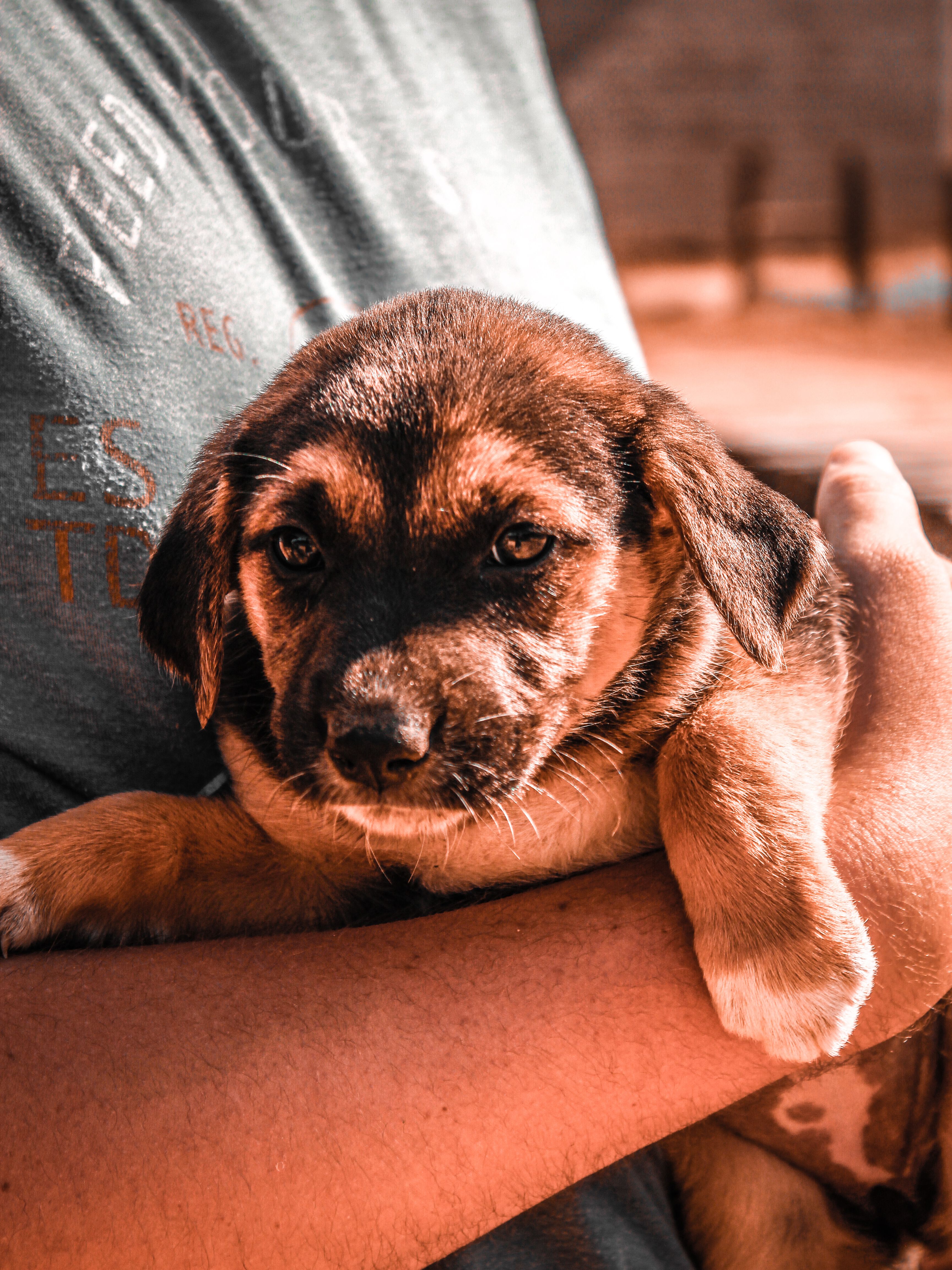 Buy Puppies Online In Manitoba: Responsible Buying Guide for Canadian Families