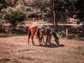 Brown Horse Eating Grass Near Trees