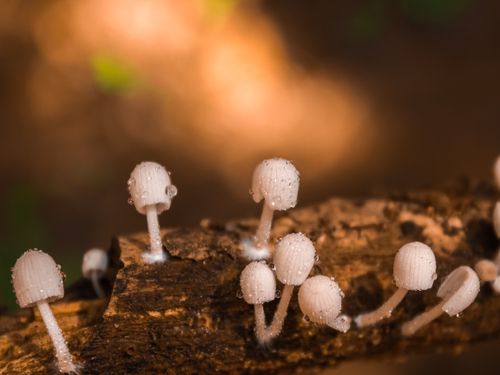 Free Close-up of delicate fungi with water droplets growing on a tree trunk in nature. Stock Photo