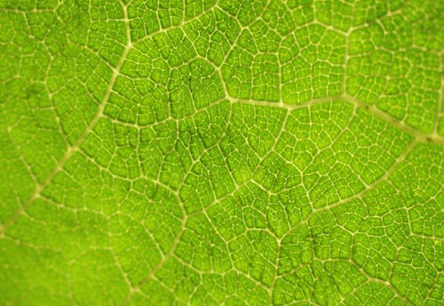 Green Leaf in Macro Photography