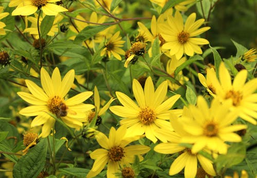 Kostenloses Stock Foto zu blumenphotographie, gelbe blumen, grüne blätter