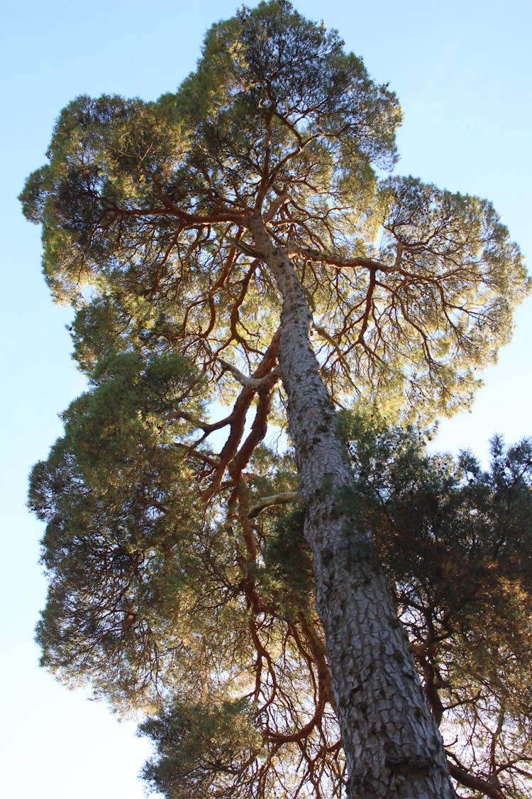 Low Angle Shot Of A Tall Tree