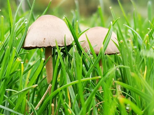 бесплатная Бесплатное стоковое фото с выращивание, газон, грибы Стоковое фото