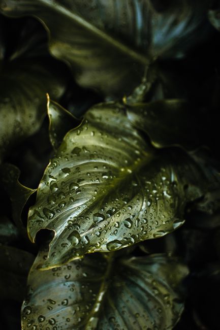 Close-up of a green leaf with water droplets, highlighting its texture and details.
