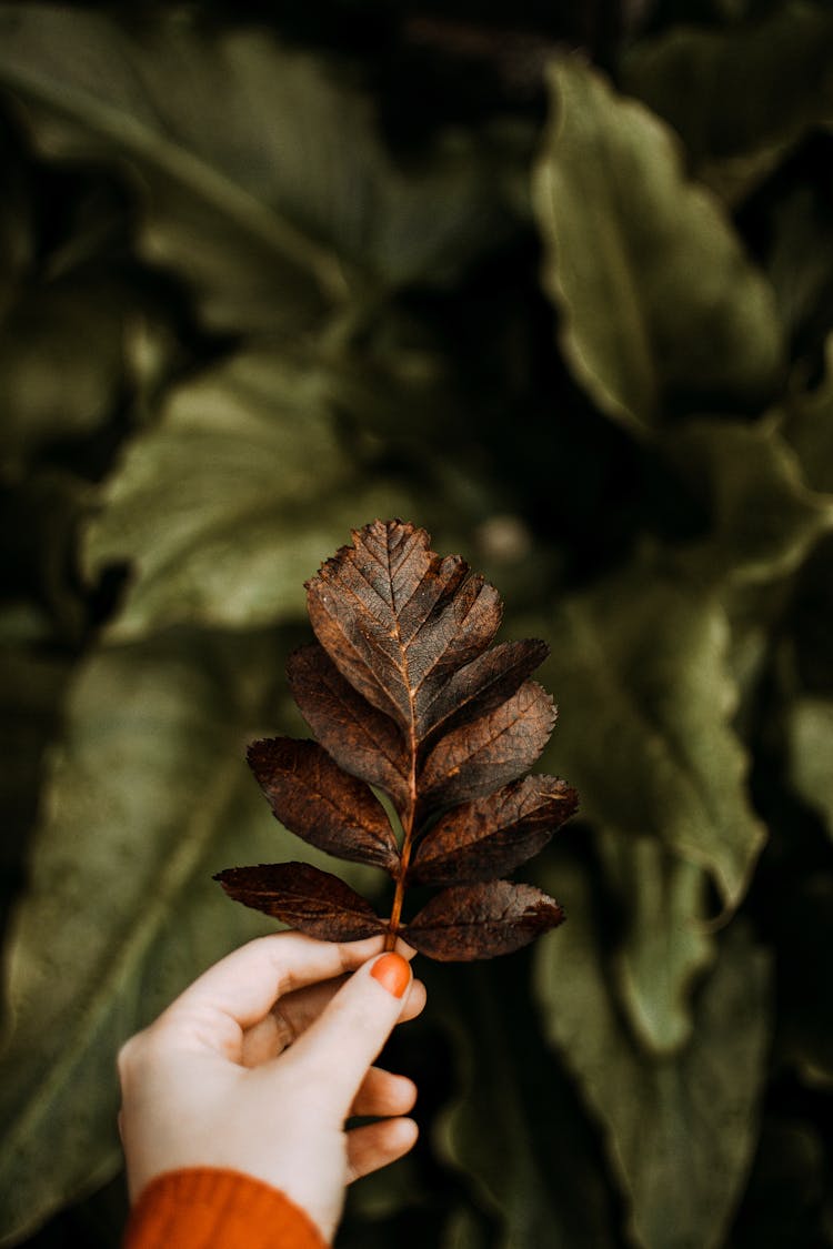 Close-up Of Holding A Brown Leaf